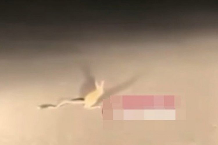Ankara'da Kanguru Faresi g&ouml;r&uuml;ld&uuml;