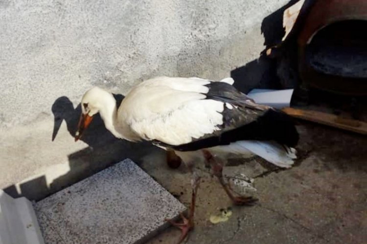 &Ccedil;orum'da yaralı leylek tedavi altına alındı