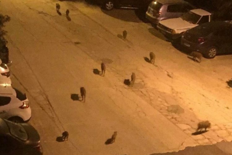 Şehir merkezine inen domuzlar i&ccedil;in şok karar