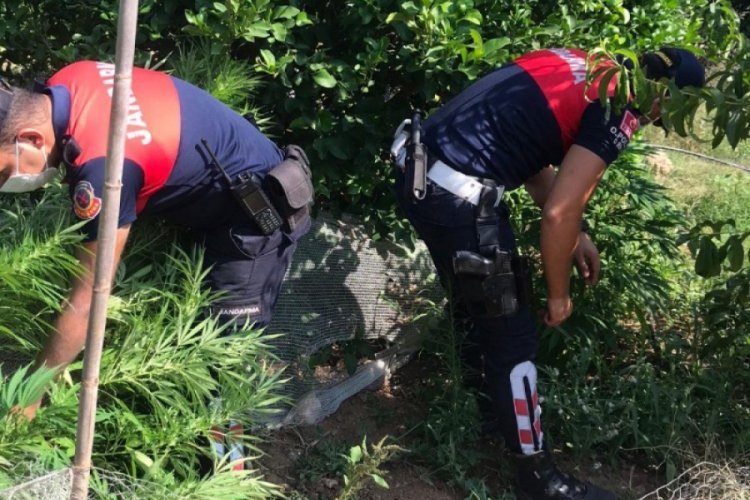 Mersin'de limon bah&ccedil;esinde 40 k&ouml;k kenevir ele ge&ccedil;irildi