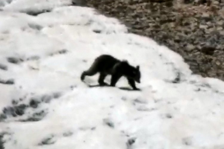Tunceli'de sıcaktan bunalan boz ayı karda serinledi