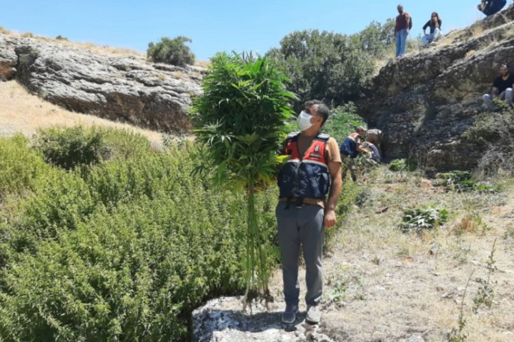 Hazine arazisinde 7 bin 500 k&ouml;k kenevir ele ge&ccedil;irildi
