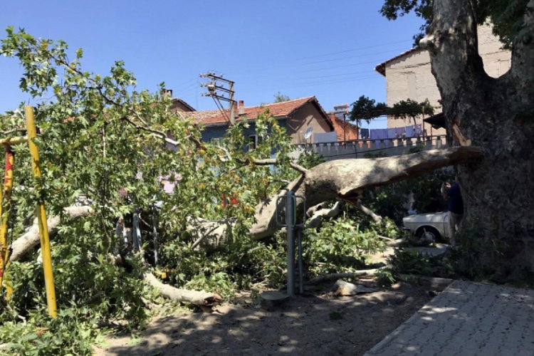 650 yıllık &ccedil;ınar ağacı devrildi: 3 otomobil ve 1 evin duvarı hasar g&ouml;rd&uuml;