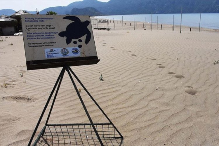 İztuzu Plajı'nda caretta caretta yuvası sayısı 661'e ulaştı