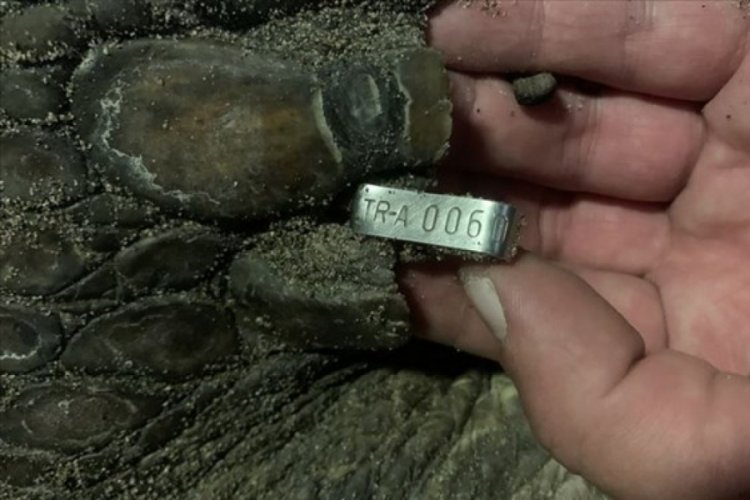 Caretta caretta 21 yıl sonra aynı sahile yumurta bıraktı