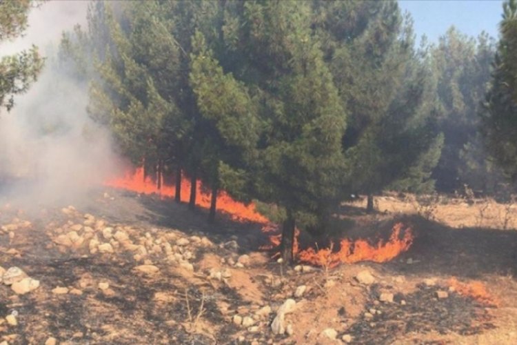Şanlıurfa'daki orman yangınında 45 hektar alan zarar g&ouml;rd&uuml;