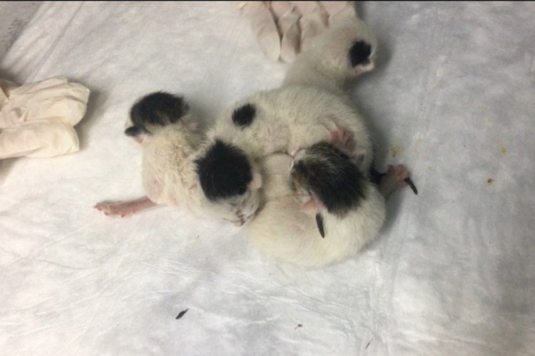 Yapışık d&ouml;rd&uuml;z kediler birbirinden ayrıldı