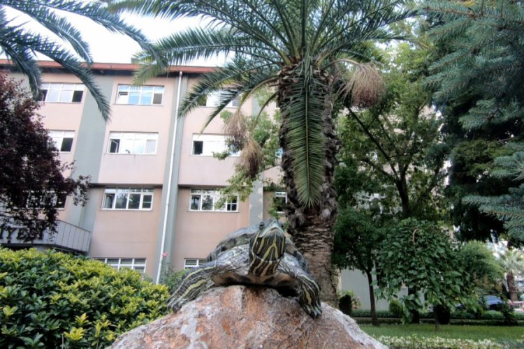 Kaplumbağalar belediyenin maskotu oldu