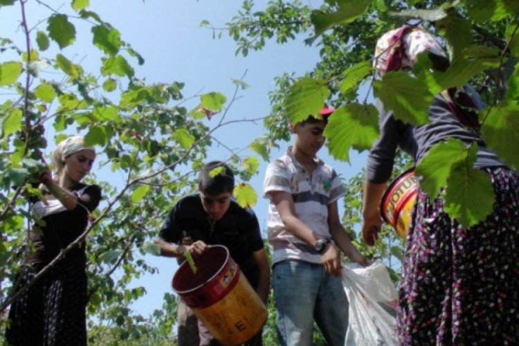 Fındık iş&ccedil;isinin g&uuml;nl&uuml;k yevmiyesi asgari 100 lira olacak