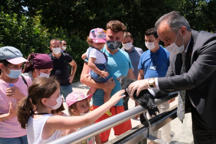 Bursa'da penguen ailesinde yavru sevinci