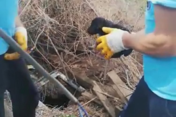 Bursa'da foseptik &ccedil;ukuruna d&uuml;şen k&ouml;pekler kurtarıldı