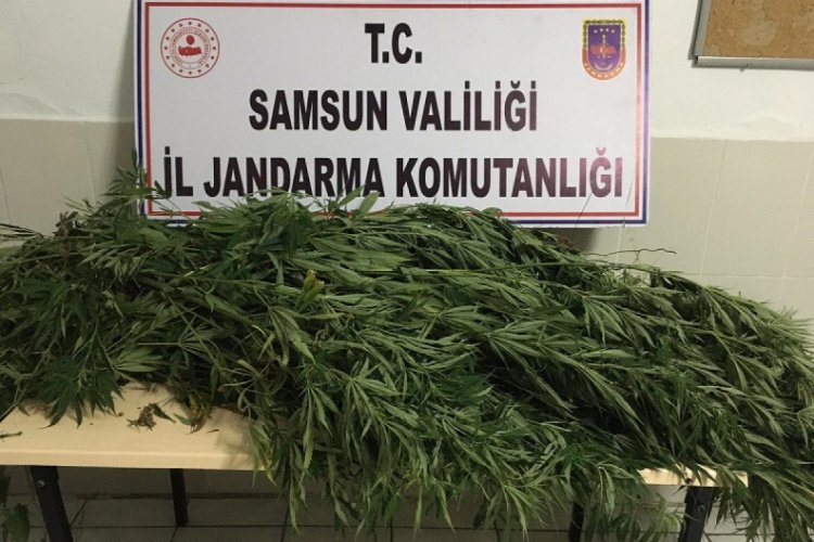 5 g&uuml;n i&ccedil;inde 392 k&ouml;k kenevir 7 kilo 886 gram kubar esrar ele ge&ccedil;irildi
