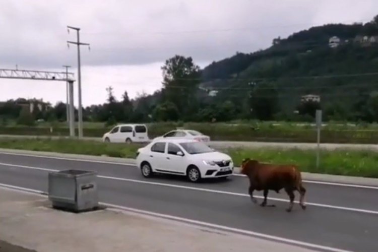 Hayvan pazarından firar eden kurbanlık tosun karayolunu karıştırdı