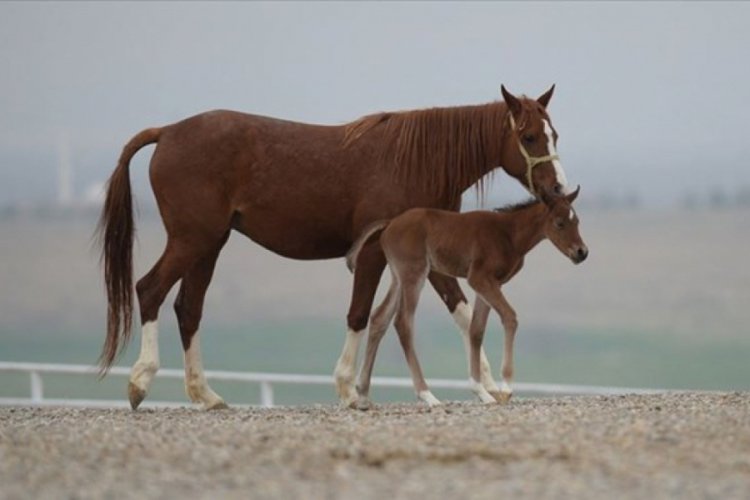 TİGEM 143 safkan Arap koşu tayı satacak
