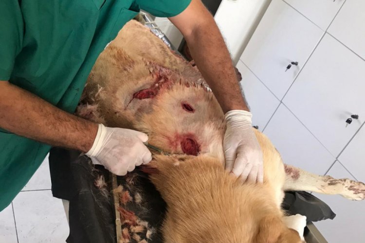 Bı&ccedil;aklayarak yaraladığı k&ouml;peği, serbest kalınca &ouml;ld&uuml;rd&uuml;