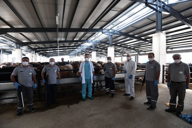 Bursa'da boğa yakalama timi bayrama hazır