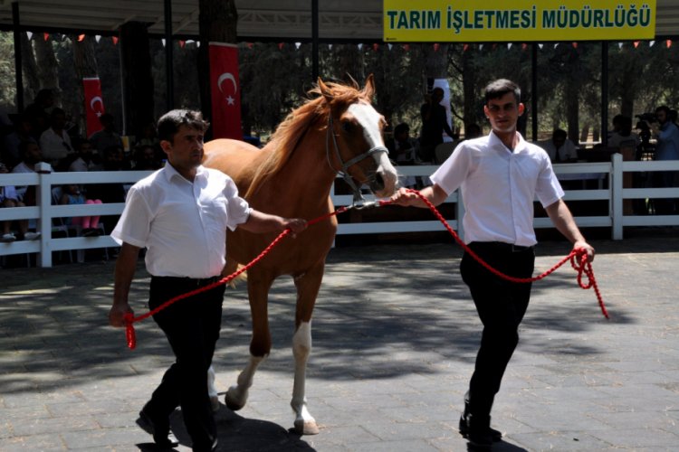 TİGEM Bursa'da 143 tayı g&ouml;r&uuml;c&uuml;ye &ccedil;ıkarıyor