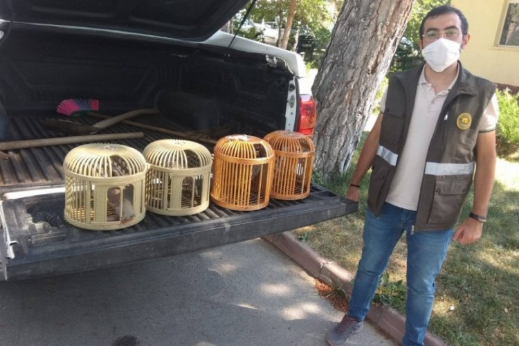 Sivas'ta ka&ccedil;ak avcılara tazminat şoku