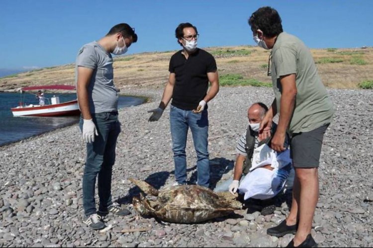 Fo&ccedil;a'da sahile vurmuş &ouml;l&uuml; caretta caretta bulundu