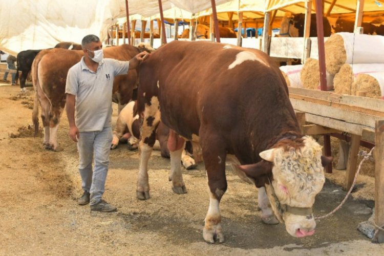 Esenyurt'ta, kurbanlık pazarının 1 ton 200 kiloluk paşası alıcısını bekliyor
