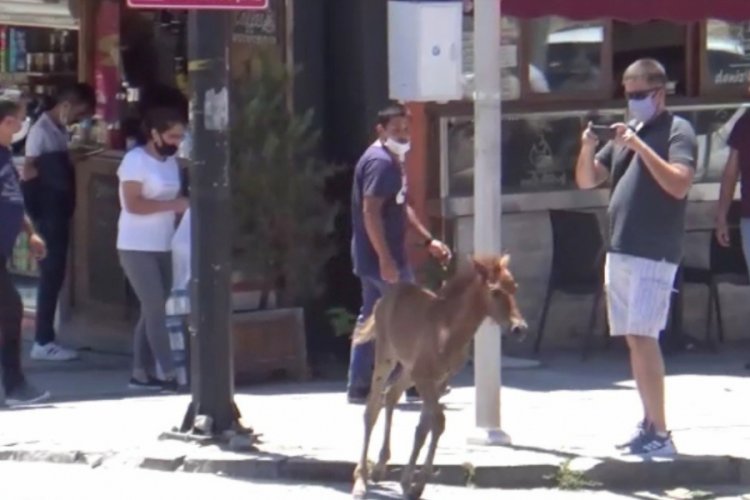 Edirne'de yola &ccedil;ıkan başıboş tay, trafiği birbirine kattı