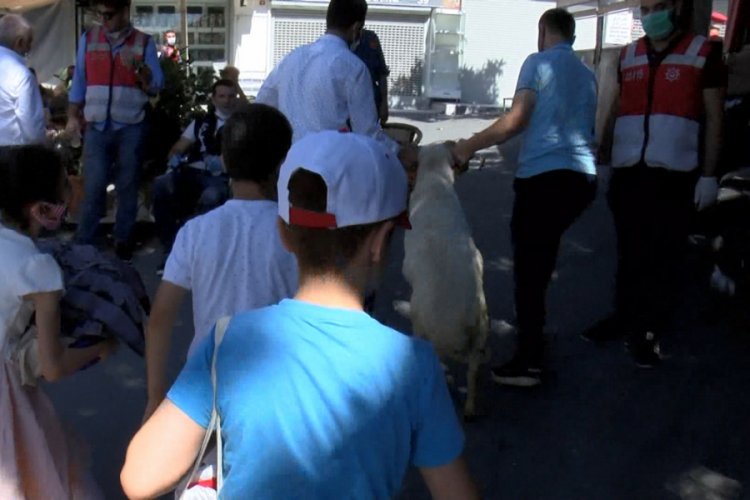 Ayasofya Camii a&ccedil;ılışına kurbanlık ko&ccedil;la geldi
