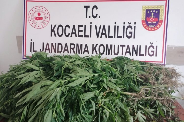 Ormanlık alanda ekili 500 k&ouml;k kenevir ele ge&ccedil;irildi