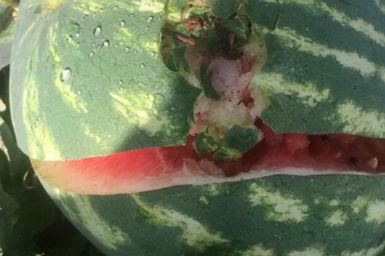 Karpuz &ccedil;atlatan dolu g&ouml;renleri şok etti
