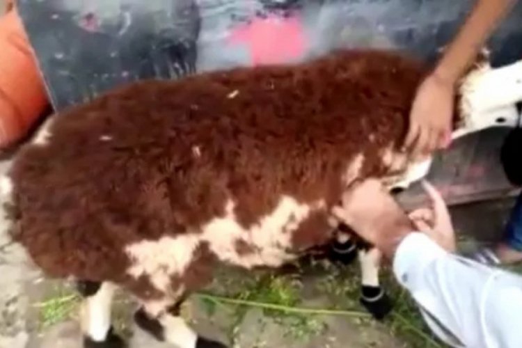 Kurbanlık koyun diye aldı ke&ccedil;i &ccedil;ıktı