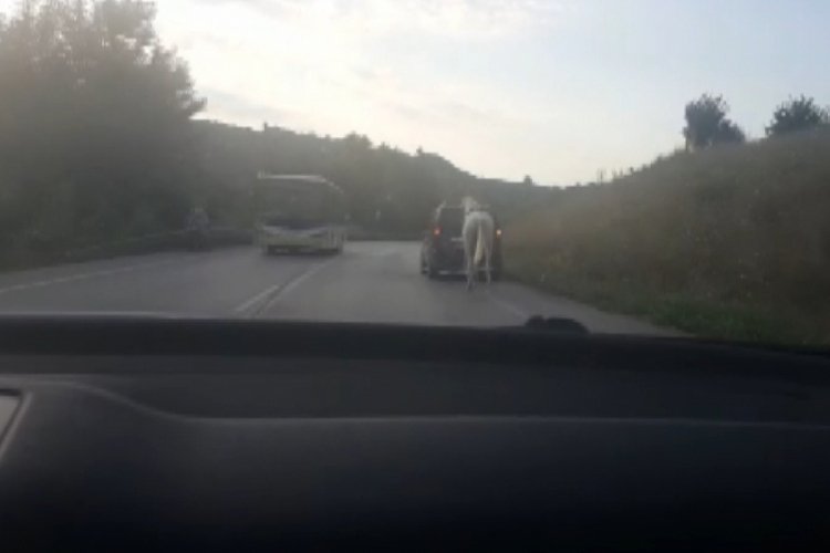 Bursa'da atı araca bağlayıp kilometrelerce &ccedil;ekti!