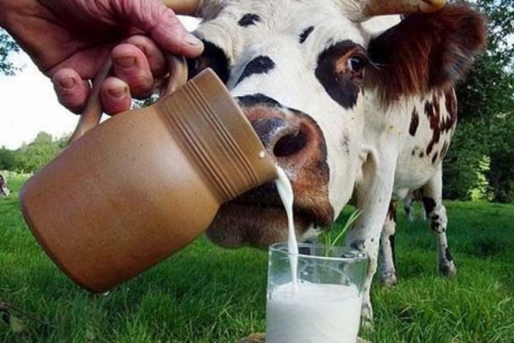 Bursa Ticaret Borsasında inek s&uuml;t&uuml;n&uuml;n kilogramı ne kadar?