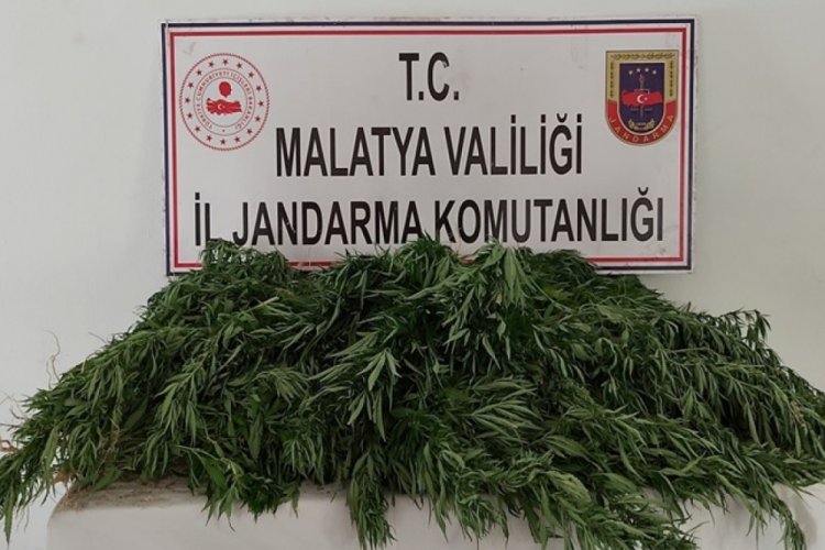 Malatya'da ka&ccedil;ak kenevir ekenlere g&ouml;zaltı
