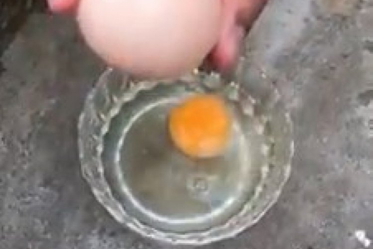 Yumurtanın i&ccedil;inden &ccedil;ıkanı g&ouml;renler şok oldu