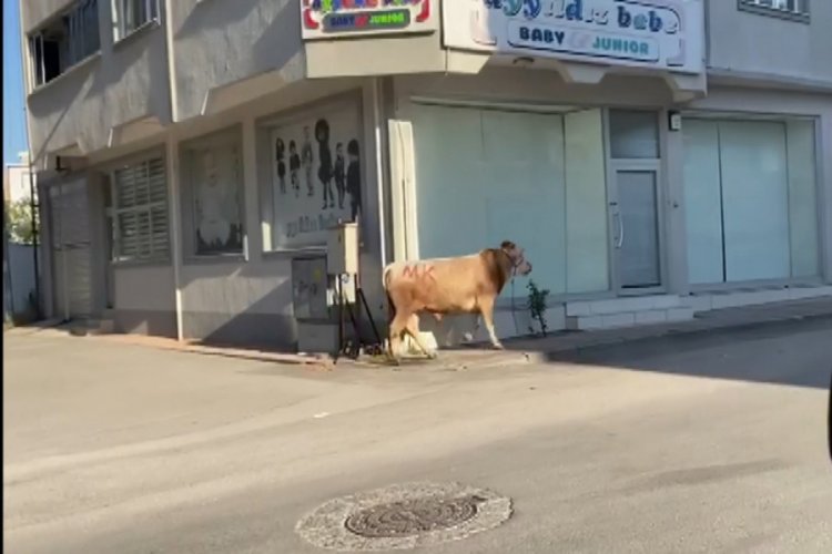 Bursa'da boğa &ouml;nde vatandaşlar arkada kovalamaca