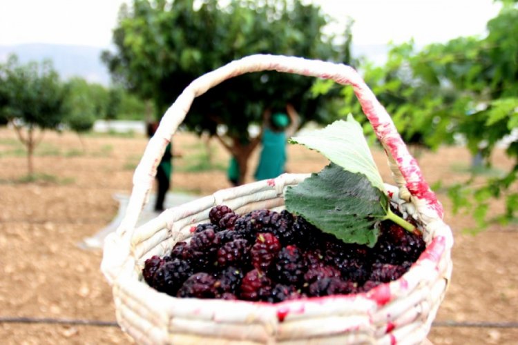 Benzerlerinden 10 kat daha pahalı, kiloyla değil gramla satılıyor