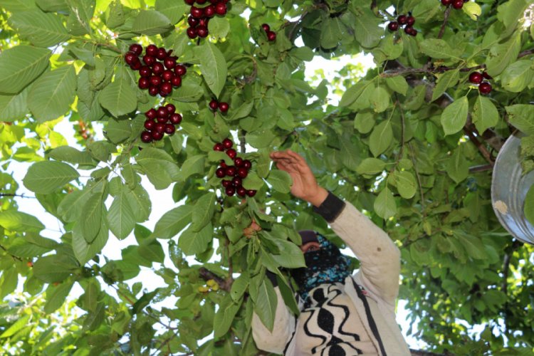 Isparta'dan 20 &uuml;lkeye kiraz ihracatı