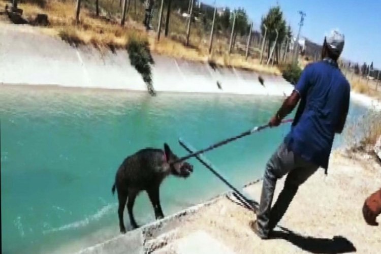 Sulama kanalına d&uuml;şen yaban domuzunu belediye ekipleri kurtardı