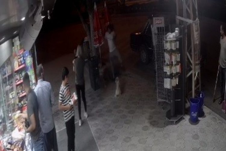Sokak kedisi 2 k&ouml;peğe saldırdı