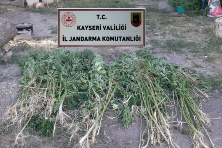 236 k&ouml;k kenevir bitkisi ele ge&ccedil;irildi