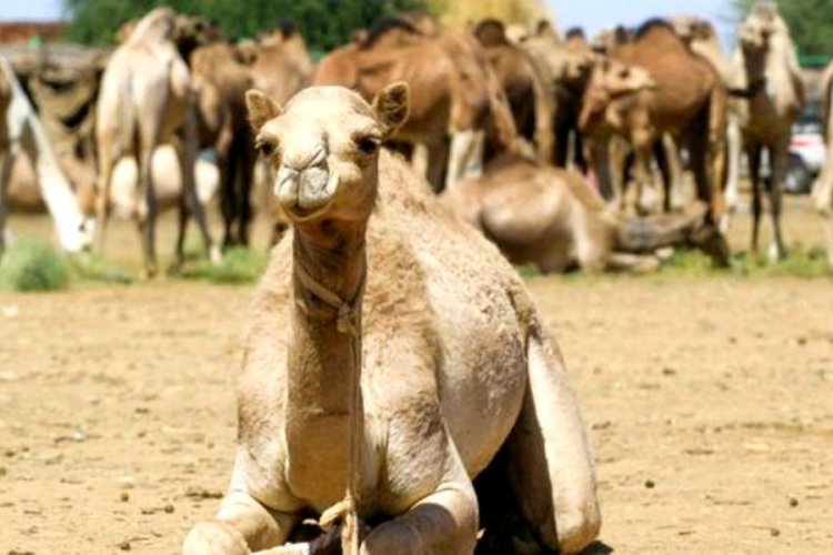 Kenya'da y&uuml;zlerce devenin &ouml;l&uuml;m nedeni belli oldu