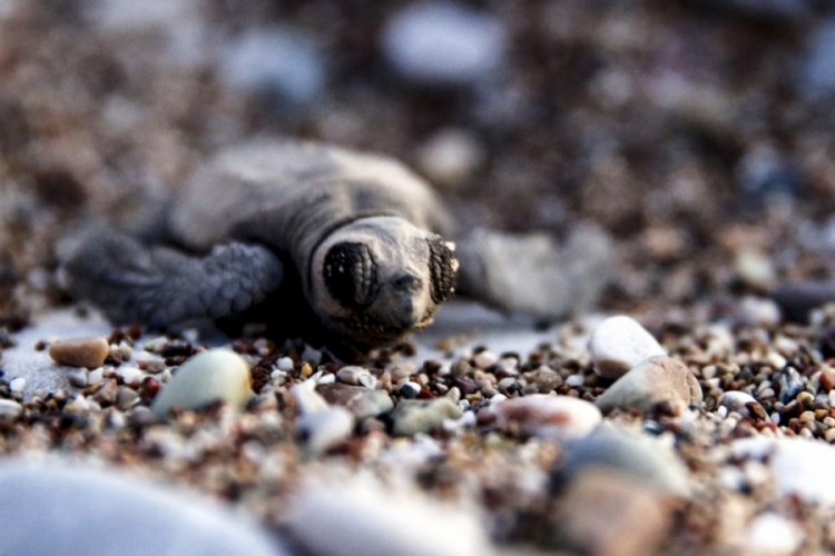 Caretta caretta yavruları denizle buluştu