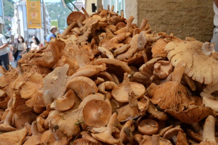 Tirmit mantarları tezgahlardaki yerlerini aldı