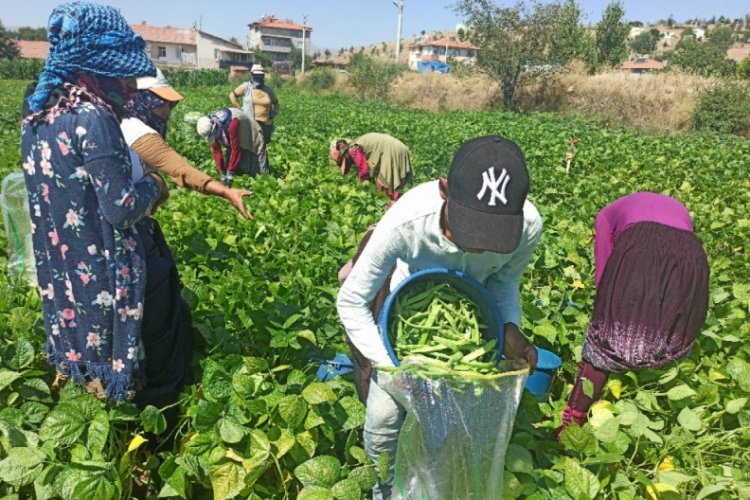 Fasulye fiyatı &uuml;reticisini memnun etmedi