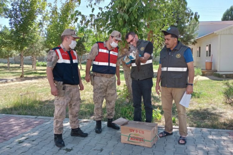Yaralı doğana Mehmet&ccedil;ik sahip &ccedil;ıktı