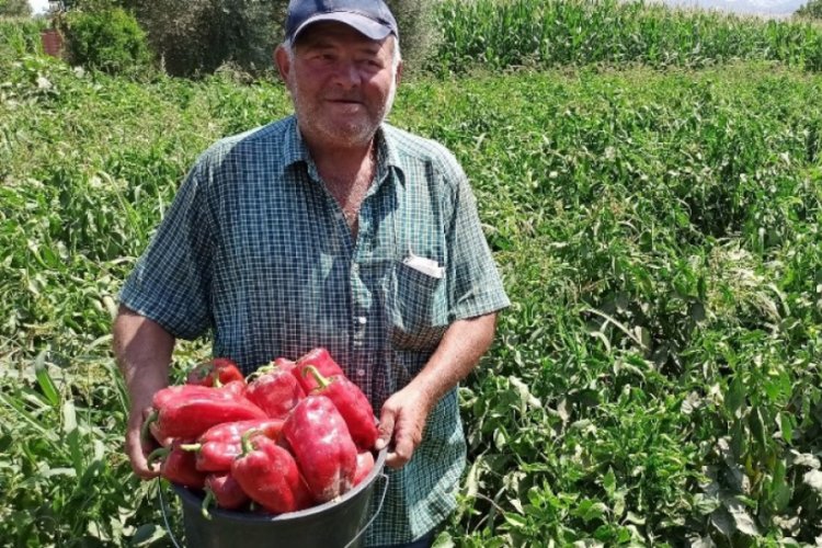Sal&ccedil;alık kırmızı biber piyasada