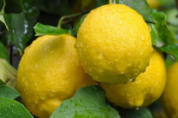 Ticaret Bakanlığı, limon ihracatında ön izin şartını kaldırdı