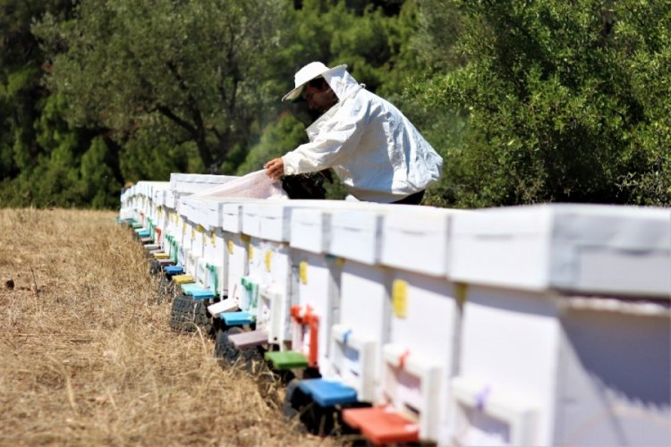 Arı zehrinin gram fiyatı dudak u&ccedil;uklatıyor