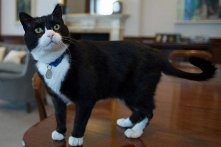 Diplomat Kedi Palmerston Ingiltere Disisleri Bakanligi Ndan Emekli Oldu Bursada Bugun Bursa Bursa Haber Bursa Haberi Bursa Haberleri Bursa