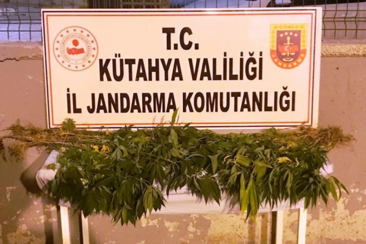 Kenevir bitkisi sularken su&ccedil;&uuml;st&uuml; yakalandı
