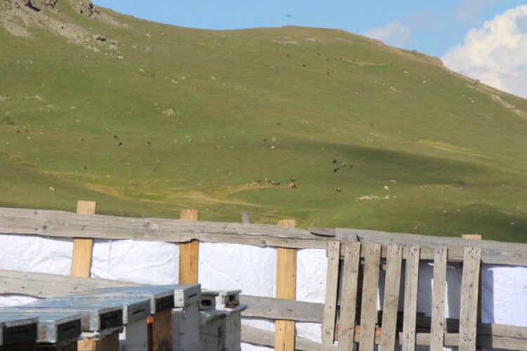 Sağımı başlanan Anzer balında k&uuml;&ccedil;&uuml;kbaş tehdidi